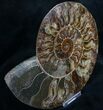 Split Ammonite Half - Agatized Chambers #7806-2
